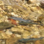 SANYO DIGITAL CAMERA