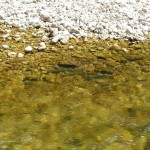 SANYO DIGITAL CAMERA