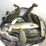 SANYO DIGITAL CAMERA