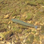 SANYO DIGITAL CAMERA