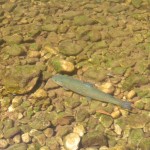 SANYO DIGITAL CAMERA