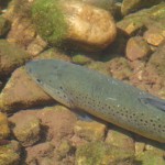 SANYO DIGITAL CAMERA