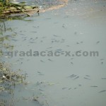 gradacac_pomor_ribe_10