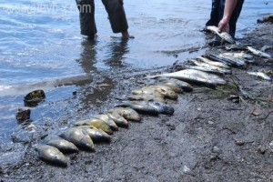 Pomor ribe u jezeru Modrac iz septembra 2011. godine Pomor ribe u jezeru Modrac iz septembra 2011. godine