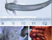 Candiru_02