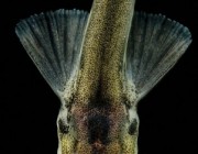 Candiru_03