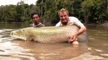 arapaima-4343463