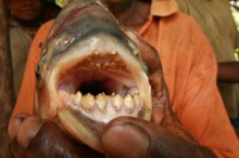 pacu-riba-sena