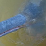 slatkovodni-delfin