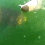 ajkula 12