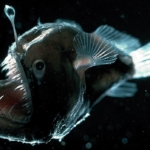 deep-sea-anglerfish