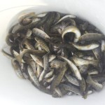 poribljavanje-sane-1