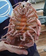 220px-Giant_isopod