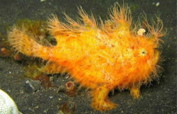 Hairy-Frog-Fish