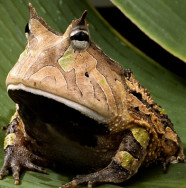 amazon-horned-frog