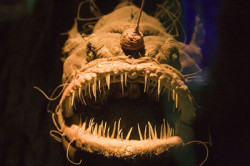 angler_fish