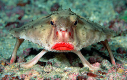 batfish