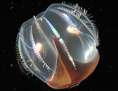 comb_jelly