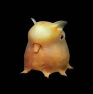 dumbo_octopus