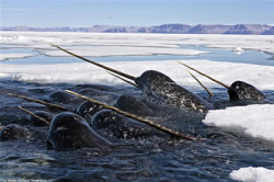 narwhal2_Paul_Nicklen_Natgeo_1