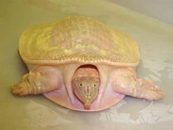 softshell-florida-albino