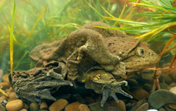 titicacafrog