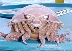 veliki_isopod