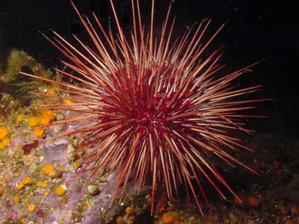 red-sea-urchin