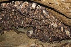 Mišarica kolonija slijepih miševa ; Foto: Jasmin Pašić