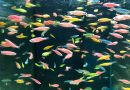Transgene svjetleće ribe se pojavile u brazilskim potocima