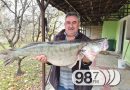 Риболовац из Апатина уловио смуђа капиталца тешког 13 килограма