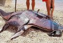 U Jadranu ulovili jednu od najvećih riba koju zovu i “morski đavo”, ljudi ih osudili