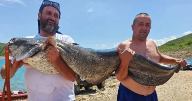 Značajan trofej: Ribari na jezeru u BiH ulovili “zvijer” tešku 37, 6 kilograma