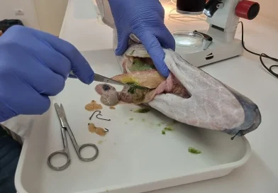 Kod Pule ulovljena najotrovnija riba na svijetu, evo šta su pronašli kad su je otvorili