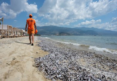 Grčka turistička luka preplavljena velikom količinom uginule ribe
