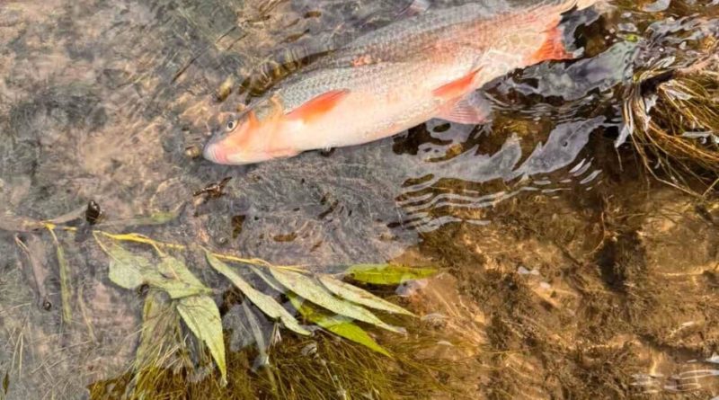 Pomor ribe u Vranduku, nizvodno od zeničkih industrijskih pogona