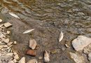 Stotine mrtvih riba na obali Bosne kod Zenice, pronađene i uginule lisice pored puta