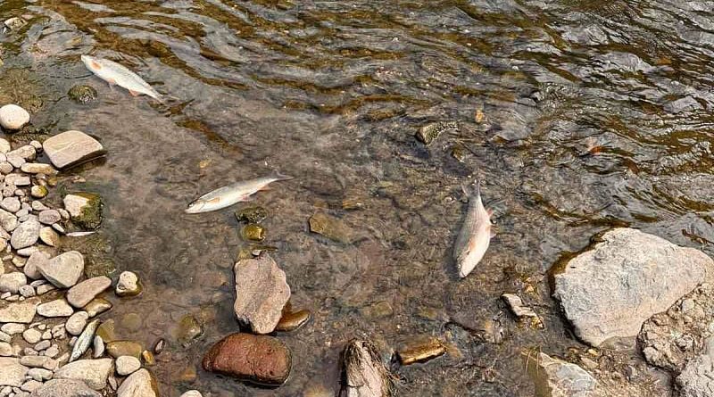 Stotine mrtvih riba na obali Bosne kod Zenice, pronađene i uginule lisice pored puta