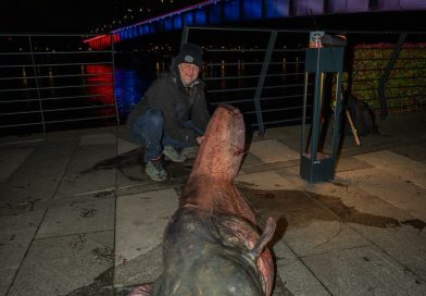 Radovan Bata Radisavljević ulovio soma dugog 240 cm i teškog 97,5 kg
