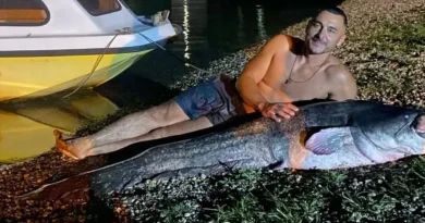Nevjerovatan ulov u Pančevu, ribar uhvatio soma dugog dva metra: Bila je to borba za pamćenje