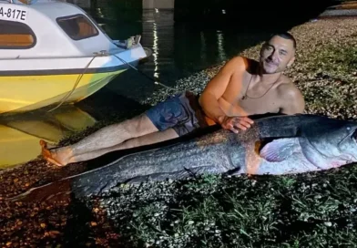Nevjerovatan ulov u Pančevu, ribar uhvatio soma dugog dva metra: Bila je to borba za pamćenje