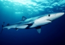 U Jadranskom moru živi 60 vrsta morskih pasa i raža, 70 posto njih ugroženo