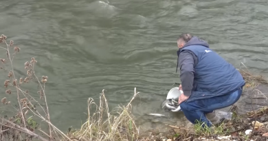 Izvršeno poribljavanje rijeke Lašve (VIDEO)