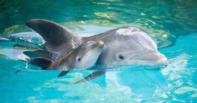 U Boki spasili mladunče delfina, i to pošto su njegovi roditelji tražili pomoć