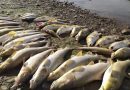 Pomor ribe u Drini: Ribolovna udruženja apeluju na nadležne da otkriju uzrok