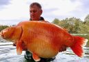 U Francuskoj ulovljena zlatna “ribica” teška 30 kilograma