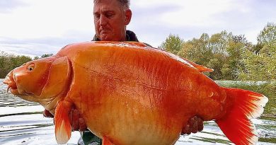 U Francuskoj ulovljena zlatna “ribica” teška 30 kilograma