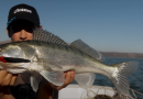 (VIDEO) Praktični ribolov: Buško jezero, carstvo smuđeva