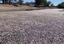 Milioni riba su preko noći uginuli u australskoj rijeci