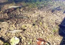 Школа за младе риболовце окупиће више од 30 полазника